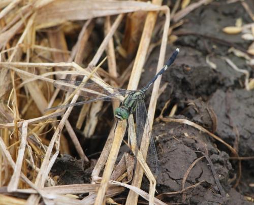Orthetrum sabina